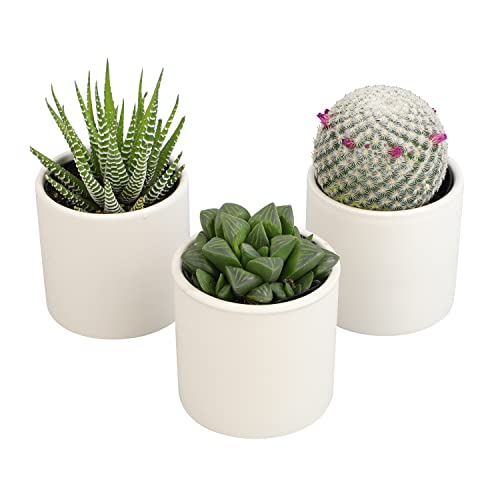 Succulent Plants in Pot Set (3 Pack), Indoor Live Houseplants I7526