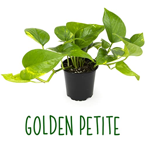 Live Pothos Plants (4PK) Indoor Houseplants, Devils Ivy Trailing Plants V25392
