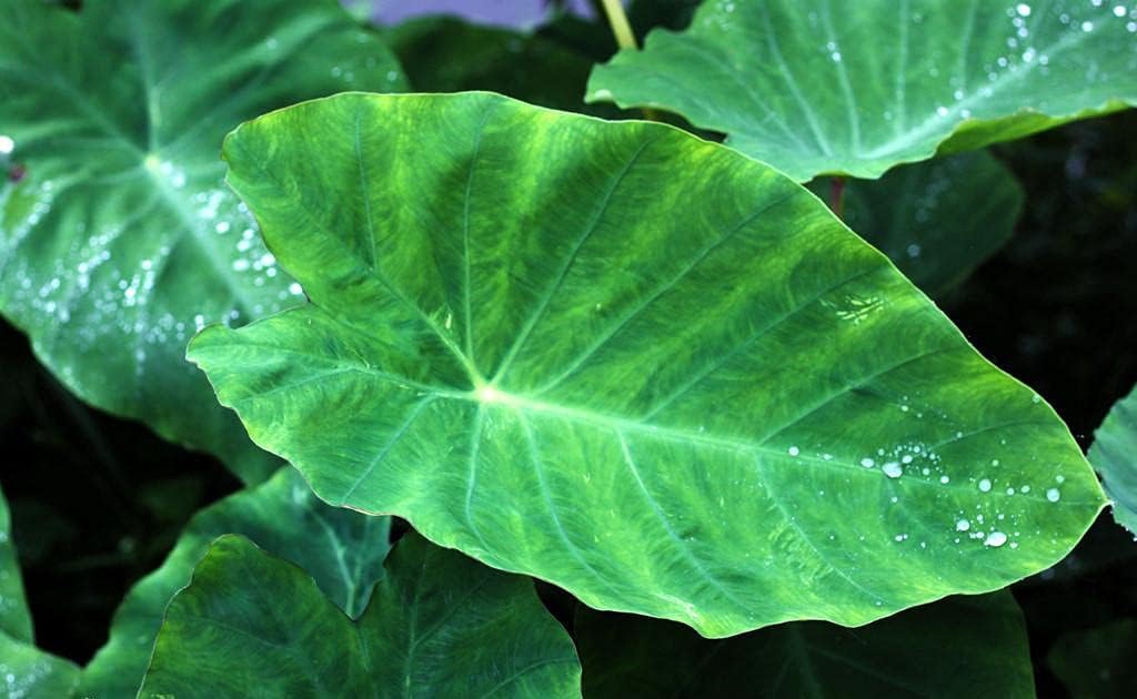 Elephant Ear Bulbs, Evergreen Decorative Plants, 3 Bulbs D614506