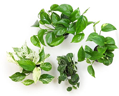 Live Pothos Plants (4PK) Indoor Houseplants, Devils Ivy Trailing Plants V25392