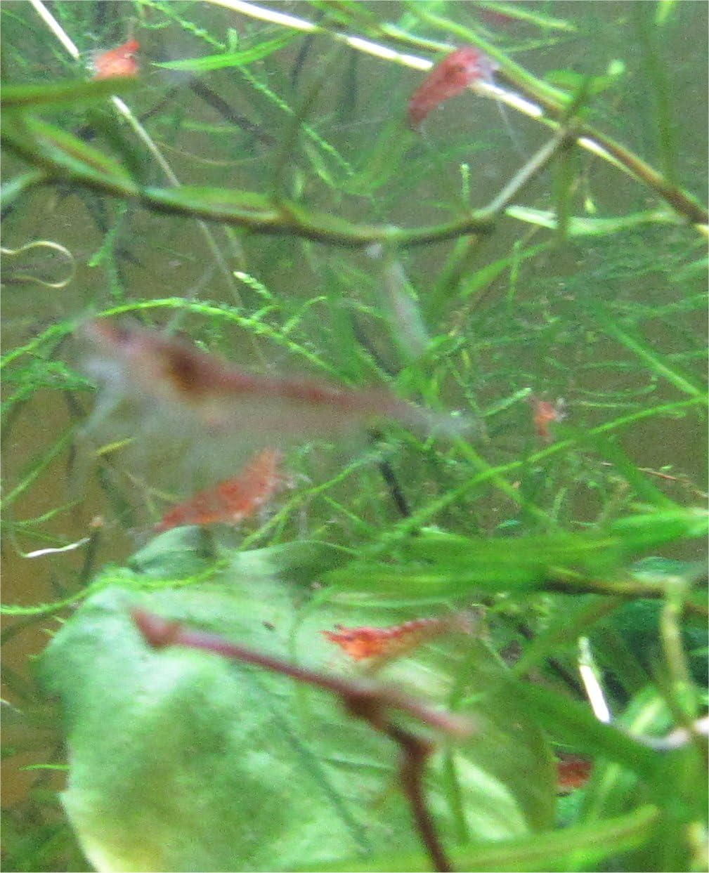 Red Cherry Shrimp Freshwater Aquarium Live Arrival W991