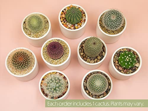 Succulent Plants in Pot Set (3 Pack), Indoor Live Houseplants I7526