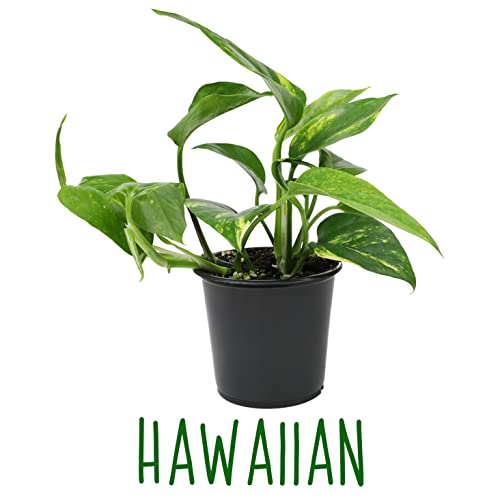 Live Pothos Plants (4PK) Indoor Houseplants, Devils Ivy Trailing Plants V25392