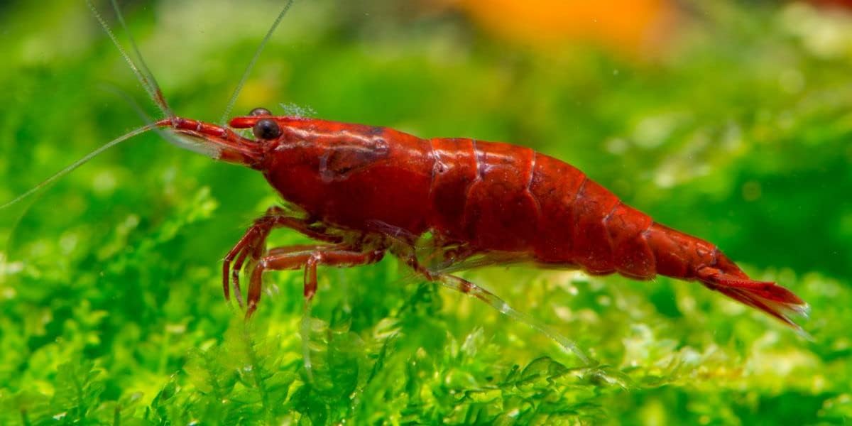 Red Cherry Shrimp Freshwater Aquarium 1/4 to 1/2 Inch U24932