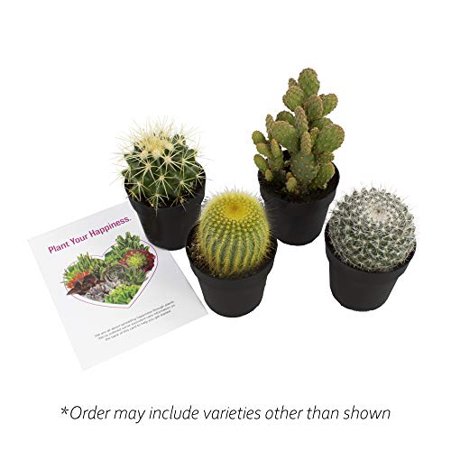Assorted Cactus Plants Live Succulents (3 Pack) O21795