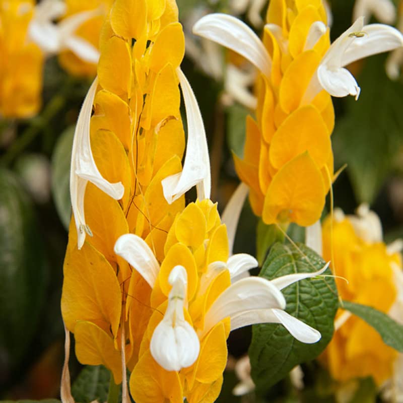 Yellow Shrimp Plants for Garden, 3 to 5 Inch Tall, Fragrant Flower Z2019