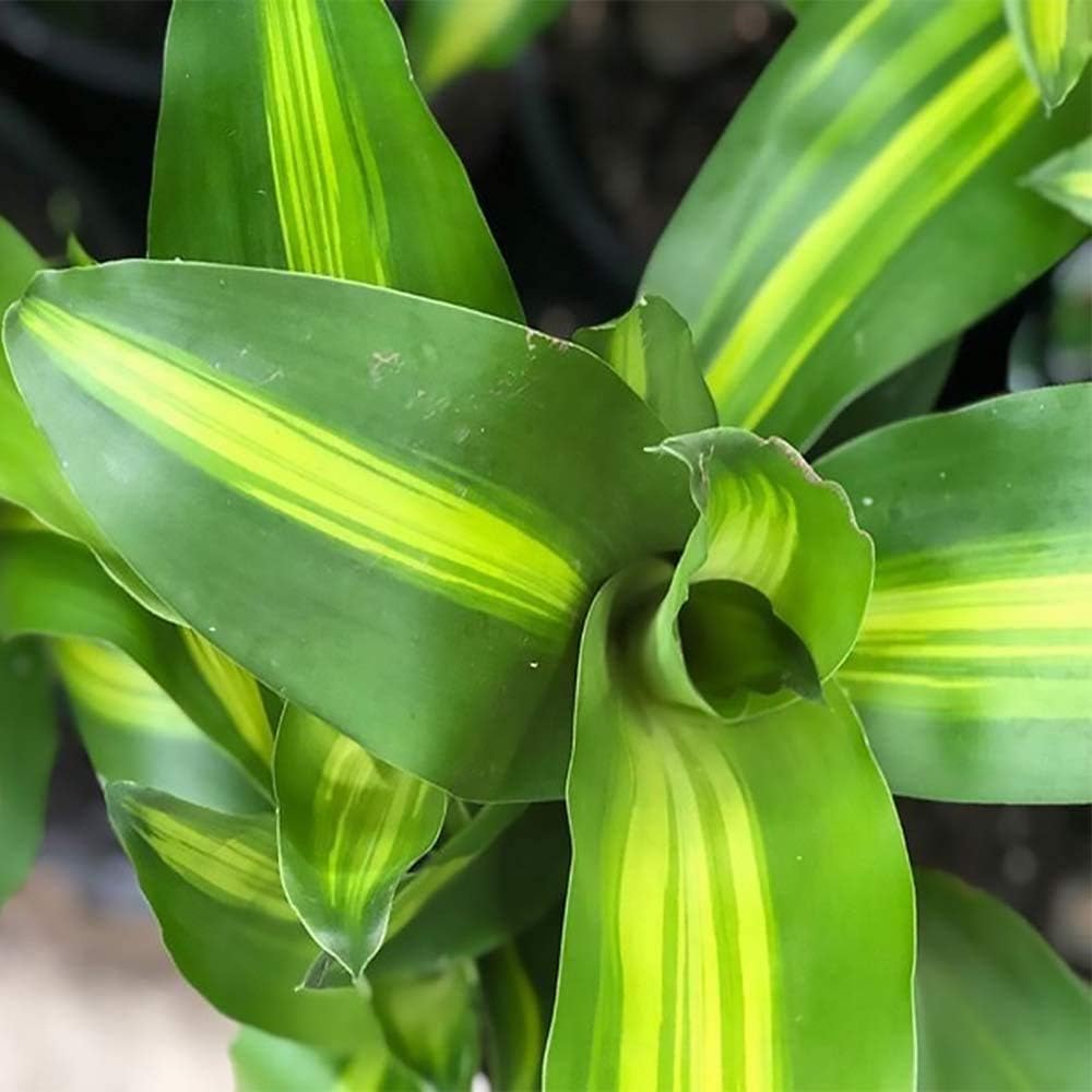 Mass Cane Dracaena Live Plant, 6" Pot I832364
