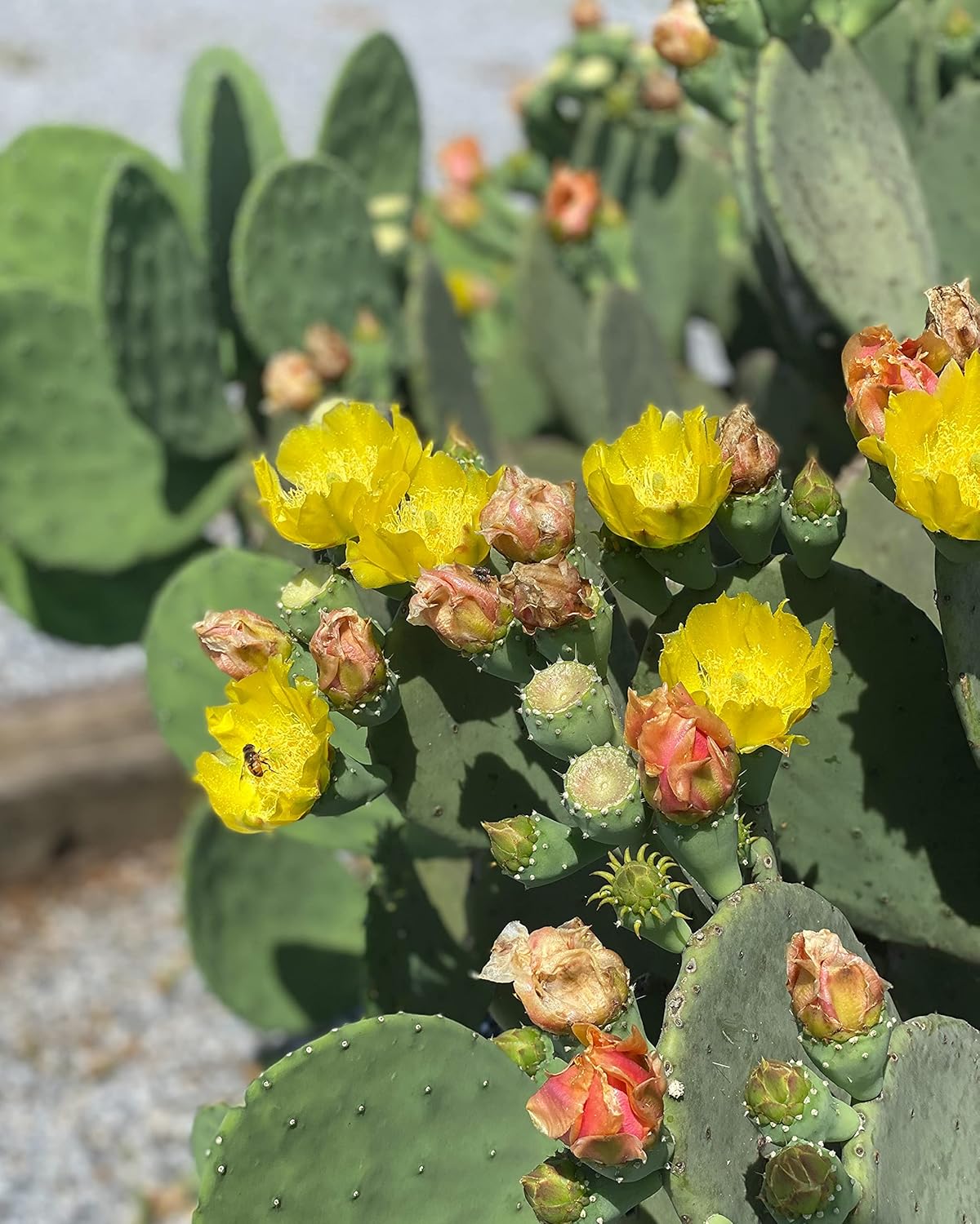 Spineless Prickly Pear Cactus Pad Cutting, Winter Hardy, Unrooted W3674