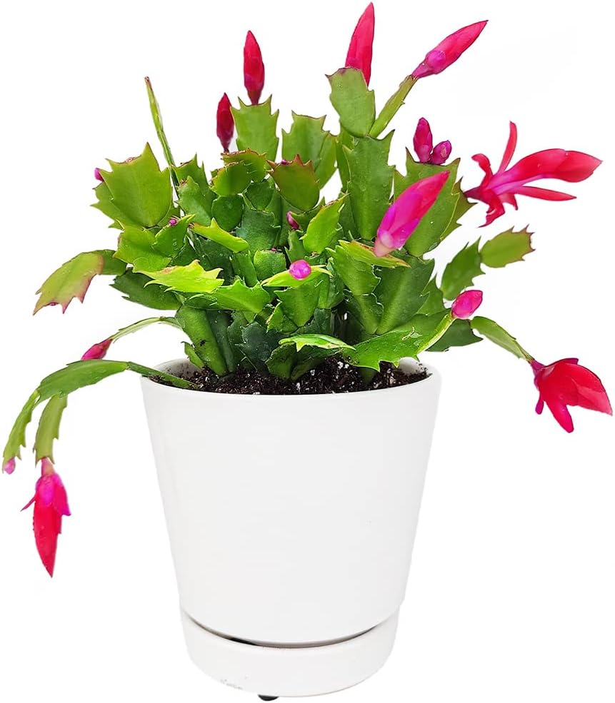 Christmas Cactus in 4-Inch Plastic Pot, Live Indoor Plant E57366