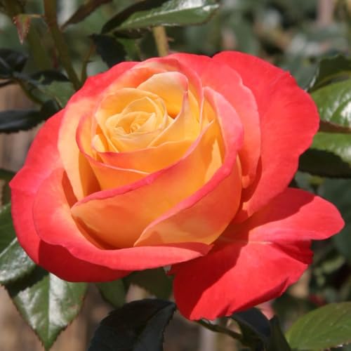 Fragrant Double Rose Bush Live Plant, Bareroot with Soil A733523
