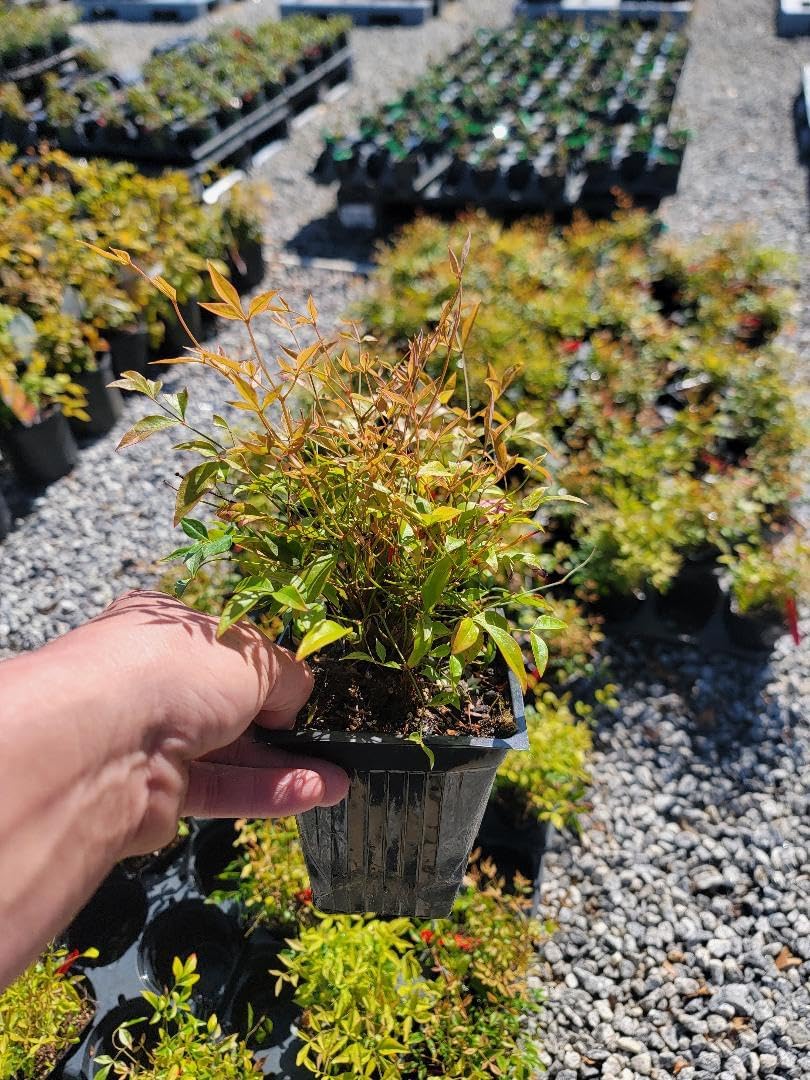 Heavenly Bamboo Live Plant (1 QT) T2969