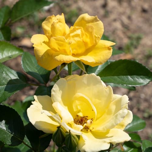 1 Gallon Rose Plant with Bright Yellow Flowers L495192
