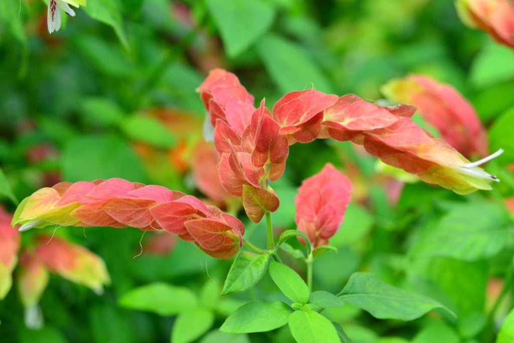Shrimp Plant Live, 5 Inches Tall Seedling, Ready to Plant Z17515