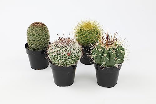 Assorted Cactus Plants Live Succulents (3 Pack) O21795