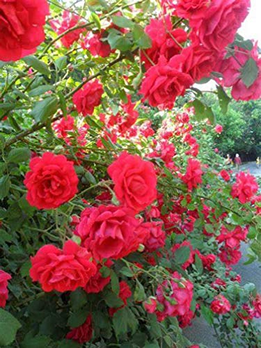Climbing Rose Vine Flower Seeds (Purple) U9564