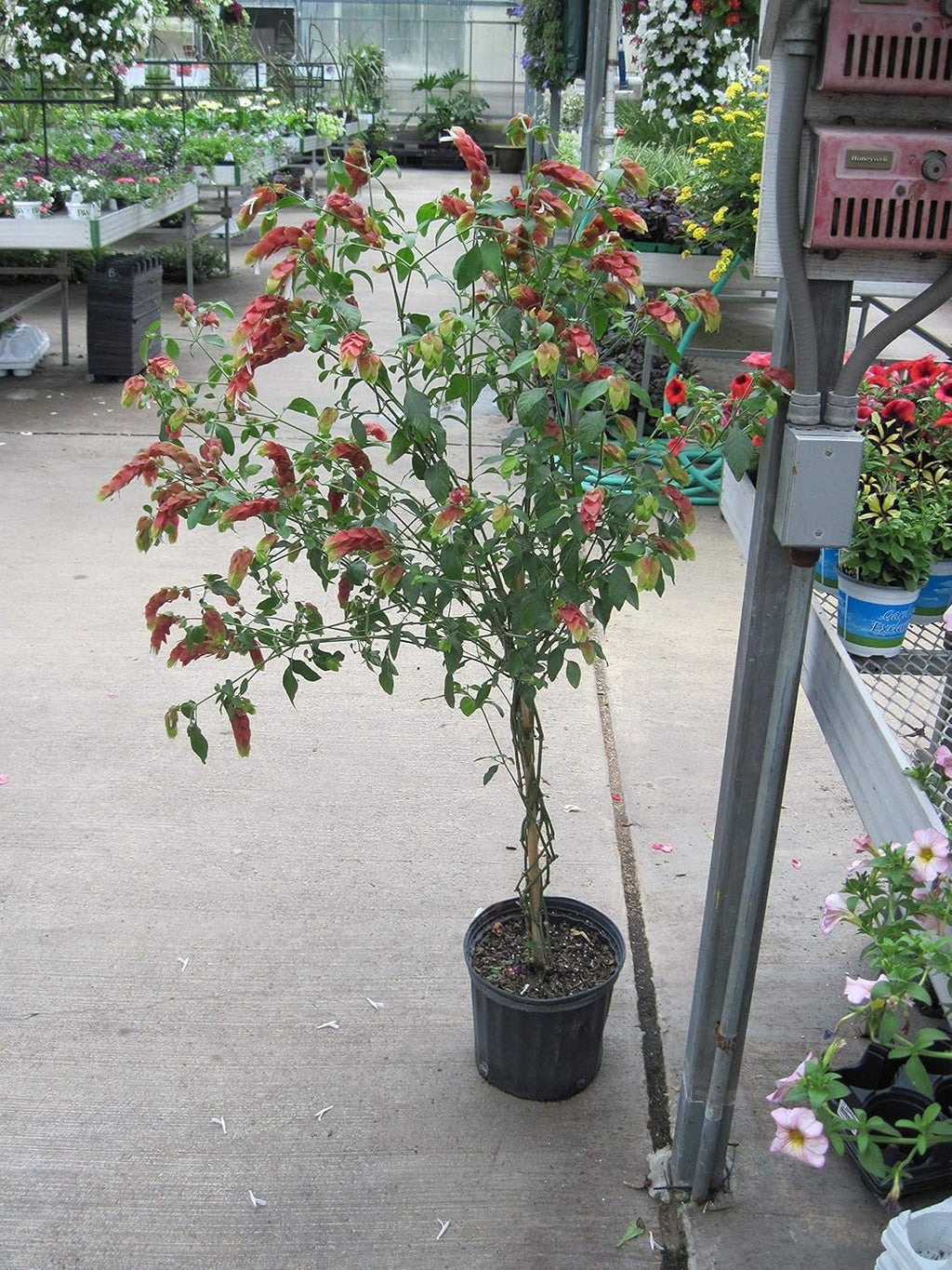 Shrimp Tree Live Plant in 10 Inch Growers Pot V2509