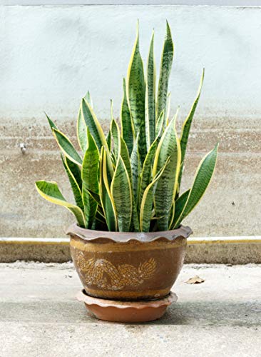 Indoor Plant Food Liquid Fertilizer for Potted Houseplants T478040