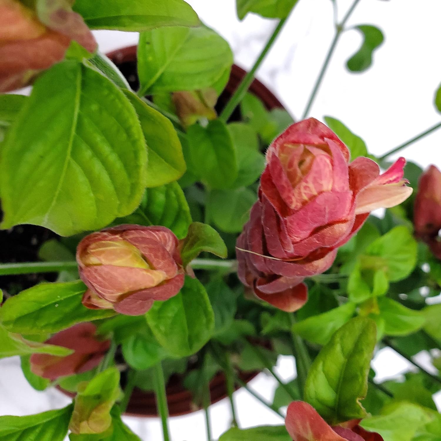 Red Shrimp Plant in Bush Form, 18-22 in Height, Full Sunlight X9523