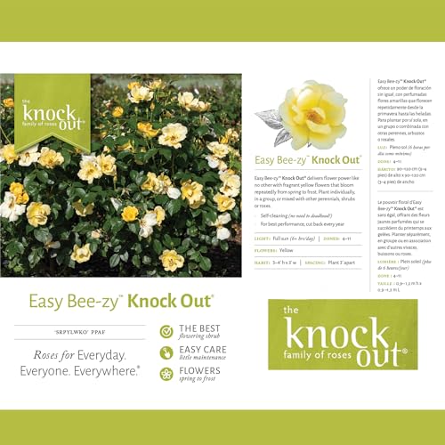 1 Gallon Rose Plant with Bright Yellow Flowers L495192