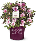 Encore Azalea Autumn Twist (1 Gallon) Pink Flowering Shrub Alive/Full Sun Live Outdoor Plant/Evergreen Plants Purple Pink Flowering Shrub - Full Sun Live Outdoor Plant