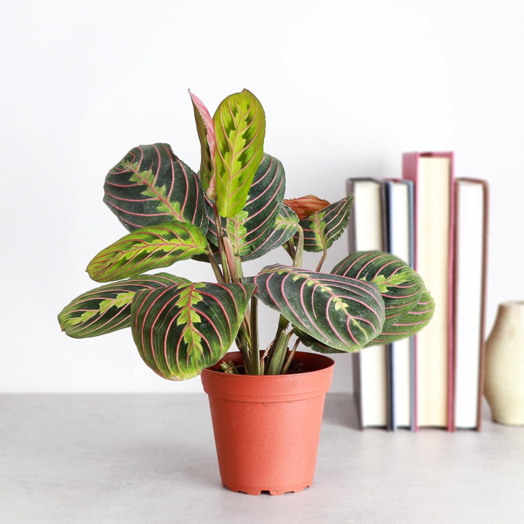 Red Maranta Live Indoor Plant in 4" Nursery Pot T2184