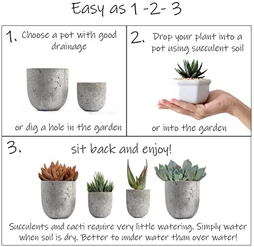 Live Succulent Plants (20 Pack) Assorted Potted Houseplants N1825