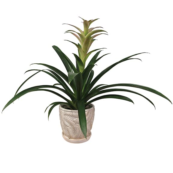 White 7 Inch Indoor Ceramic Planter Pot with Saucer and Drainage Hole N2399
