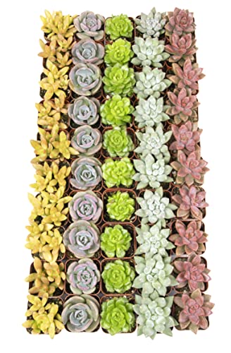 Live Succulent Plants (20 Pack) Assorted Potted Houseplants N1825