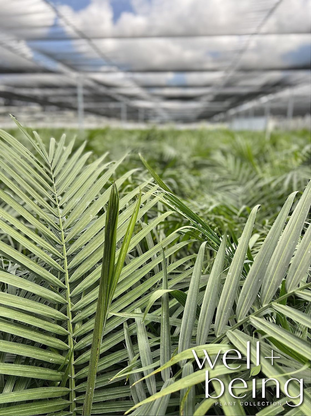 Majesty Palm Live Plant, Indoor Outdoor Palm Tree, in Growers Pot, 3-4 Feet Tall T473