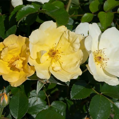 1 Gallon Rose Plant with Bright Yellow Flowers L495192