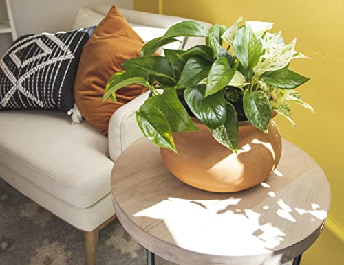 Live Pothos Plants (4PK) Indoor Houseplants, Devils Ivy Trailing Plants V25392