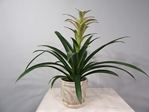 White 7 Inch Indoor Ceramic Planter Pot with Saucer and Drainage Hole N2399
