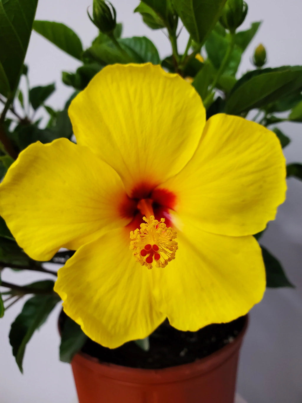 Yellow Hibiscus Plant with Red Throat, Full Sunlight P536983