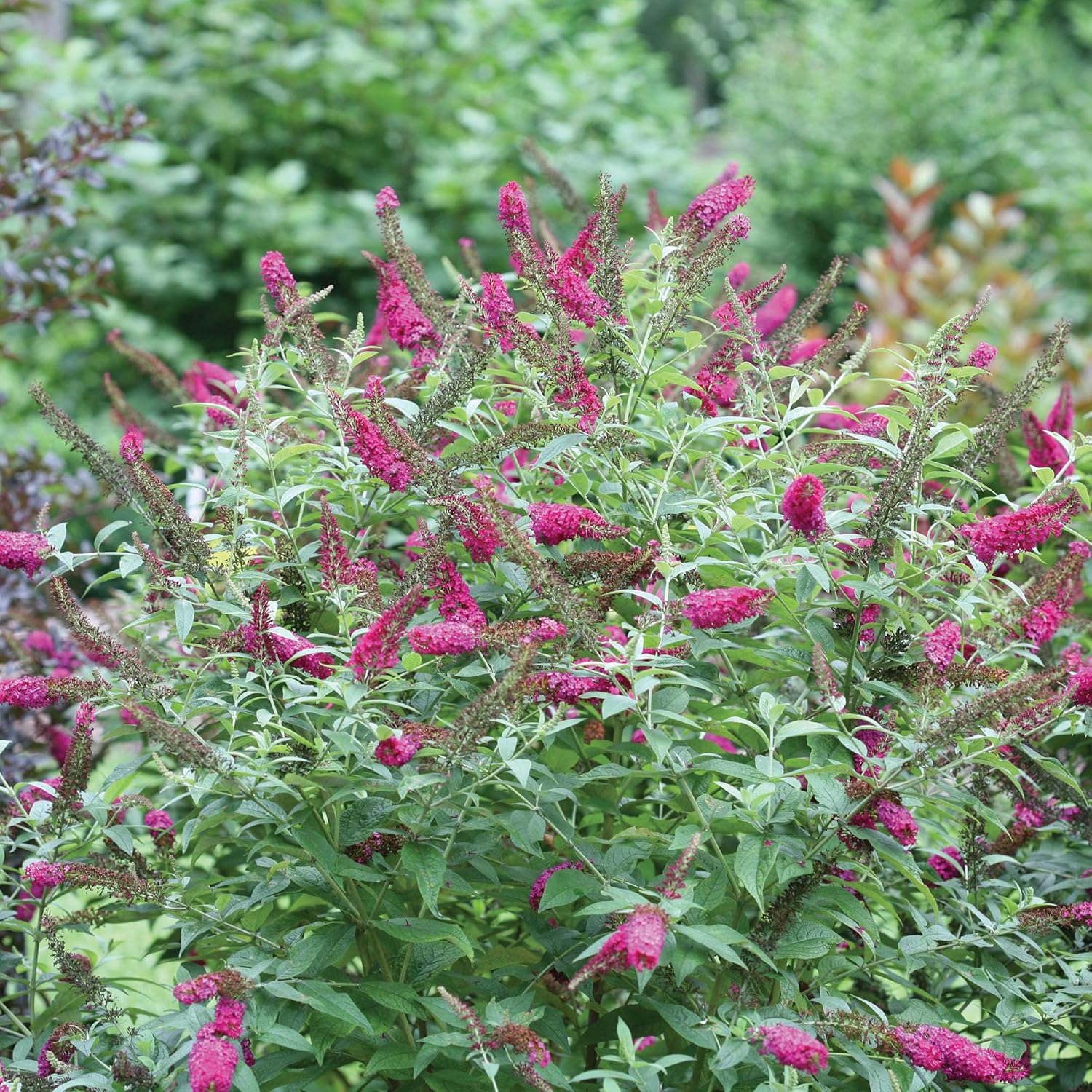 Pink and Red Buddleia 2 Gal X72319