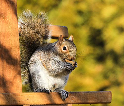 Extra Large Virginia Peanuts for Animals, 25 LBS E776730