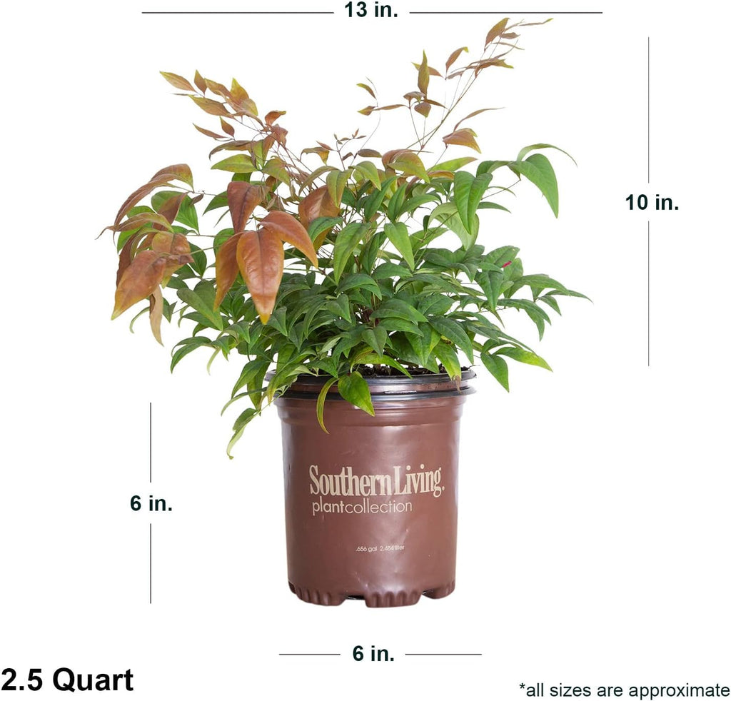 Blush Pink Nandina Evergreen Shrub, Full Sun Live Plant U676465