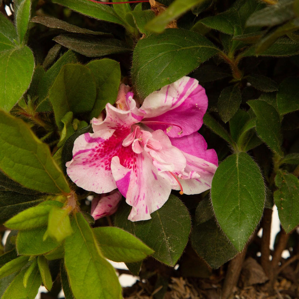 Autumn Twist Azalea Pink Flowering Shrub Outdoor Plant V1922