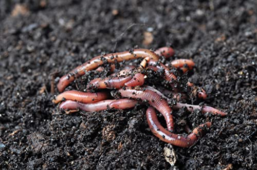 Red Wiggler Compost Worms - 1/2 lb Live Worms for Composting and Gardens T485
