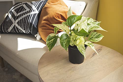 Live Pothos Plants (4PK) Indoor Houseplants, Devils Ivy Trailing Plants V25392