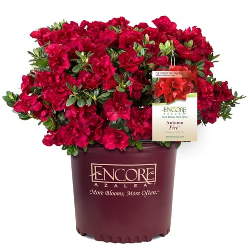 Autumn Fire Encore Azalea Shrub, 3 Gal. A20601