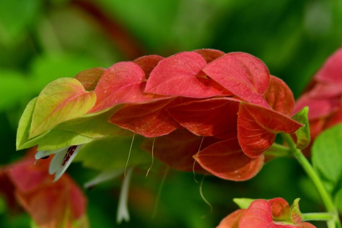 Shrimp Plant Live, 5 Inches Tall Seedling, Ready to Plant Z17515