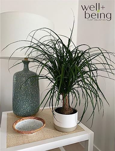 Ponytail Palm Live Houseplant in Growers Pot Z600