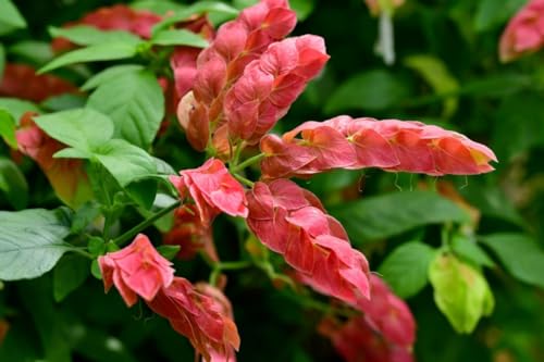 2 Live Shrimp Plants, Yellow Shrimp Plant, 5 Inches Tall Seedling O21559