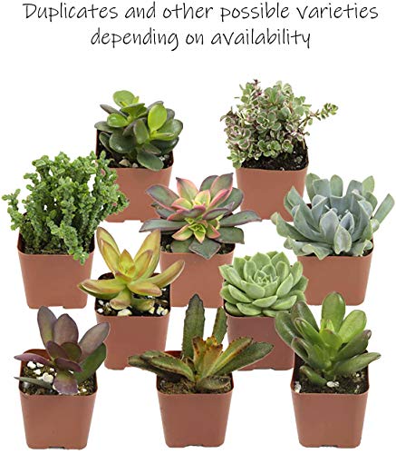 Live Succulent Plants (20 Pack) Assorted Potted Houseplants N1825