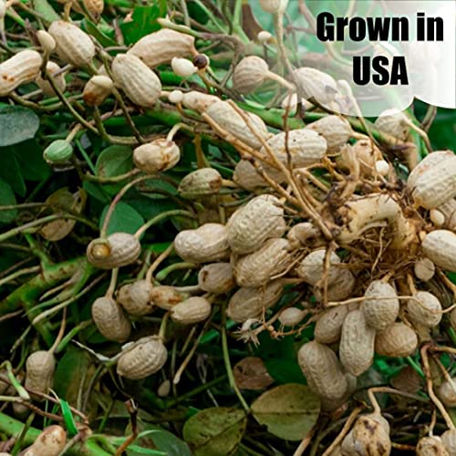 Wildlife Shelled Peanuts, 10 lbs for Birds and Squirrels C82678