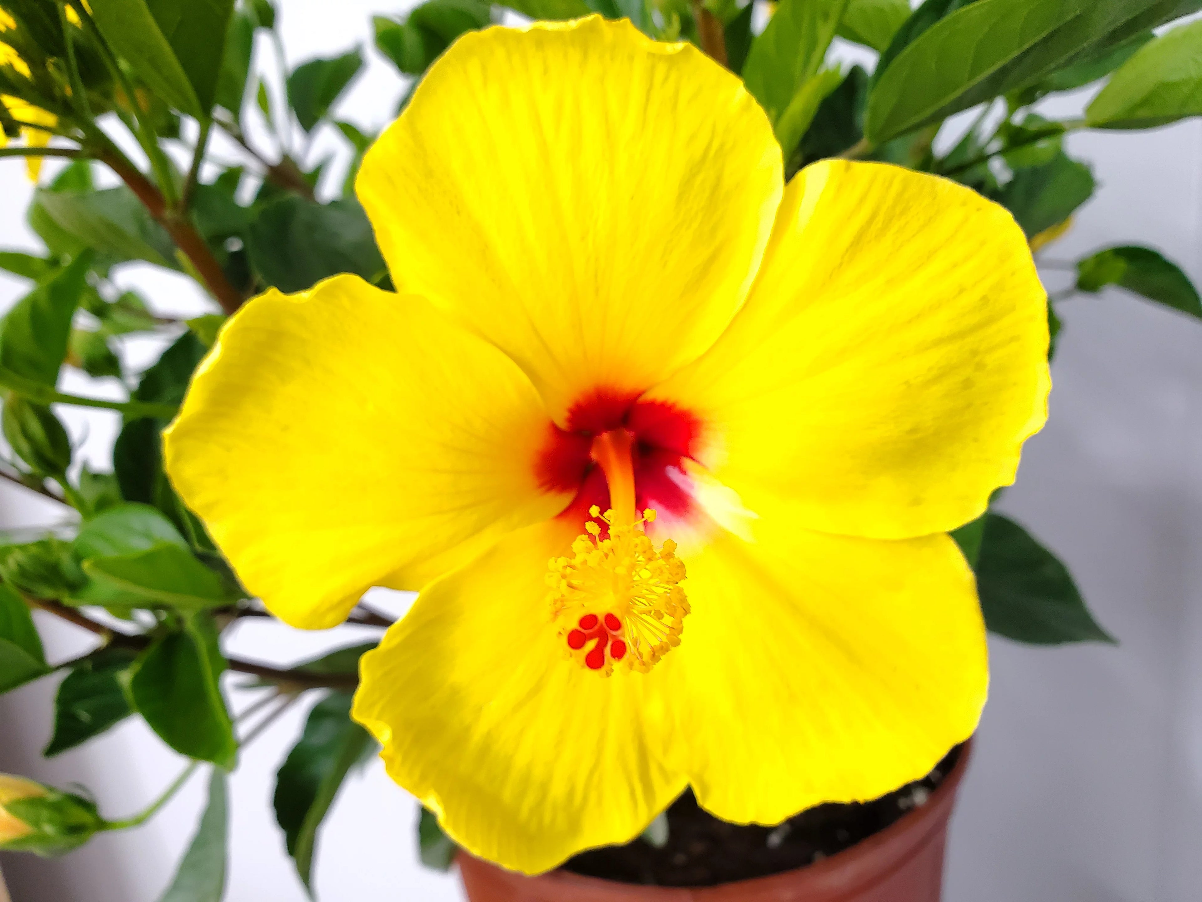 Yellow Hibiscus Plant with Red Throat, Full Sunlight P536983