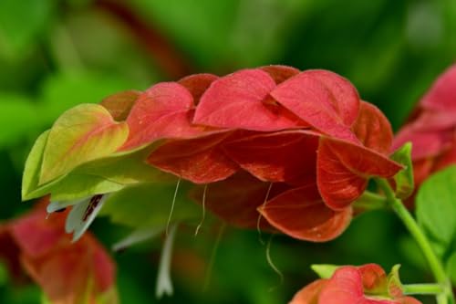 2 Live Shrimp Plants, Yellow Shrimp Plant, 5 Inches Tall Seedling O21559