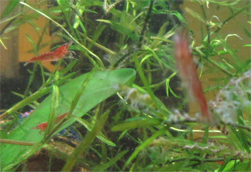 Red Cherry Shrimp Freshwater Aquarium Live Arrival W991