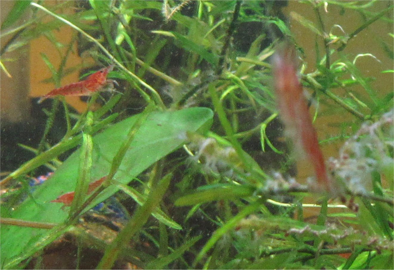 Red Cherry Shrimp Freshwater Aquarium Live Arrival W991
