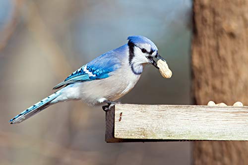 Extra Large Virginia Peanuts for Animals, 25 LBS E776730